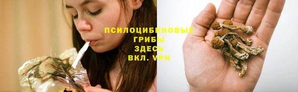 индика Белокуриха